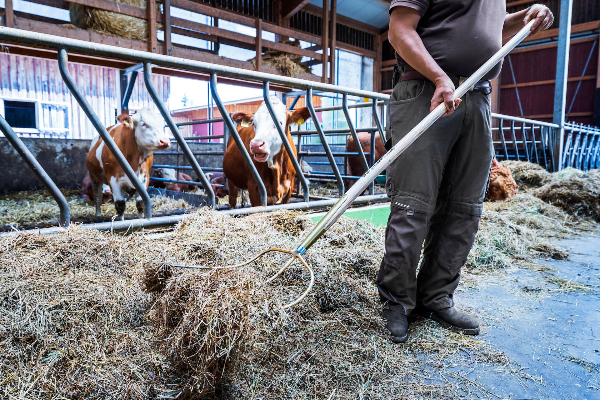 Streugabel von SHW Friedrichstal im Stall beim Bearbeiten von Heu